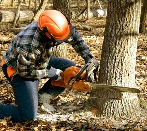 Tree Removal in Knox, IN